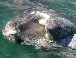 Baleen Mouth.

This Gray Whale allowed me to scratch he... by James Dorsey 